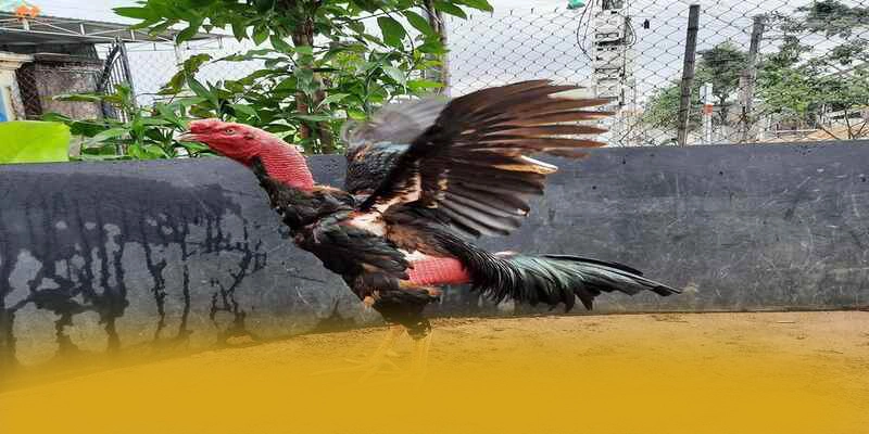 Trải nghiệm đa nền tảng cùng W88